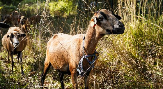 Pestises juhokat és kecskéket talált a Nébih Zala megyében