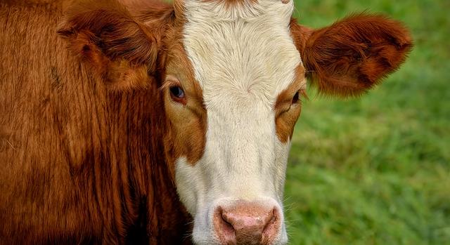 Kimutatták a kiskérődzők pestisének vírusát Zala vármegyében