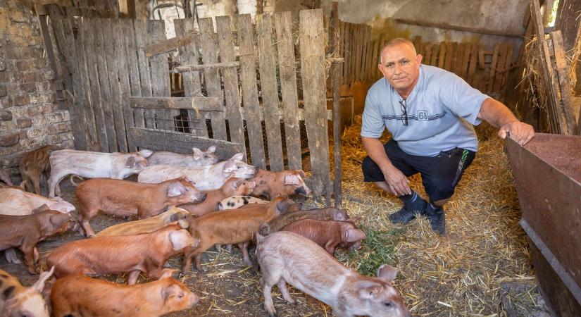 Harmincmilliót kér a hatóságoktól Zoltán, a hajósi gazda a fideszes malacbotrány után elvitt disznók miatt