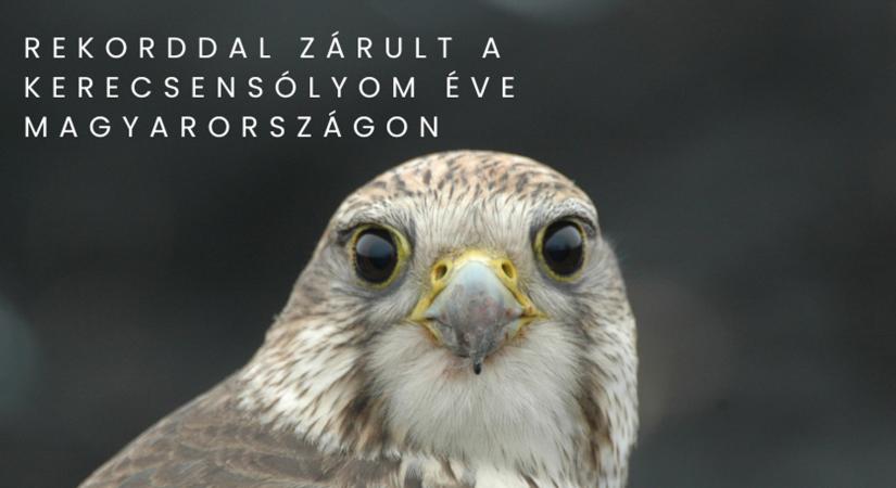 Rekorddal zárult a 2024-es kerecsensólyom év Magyarországon