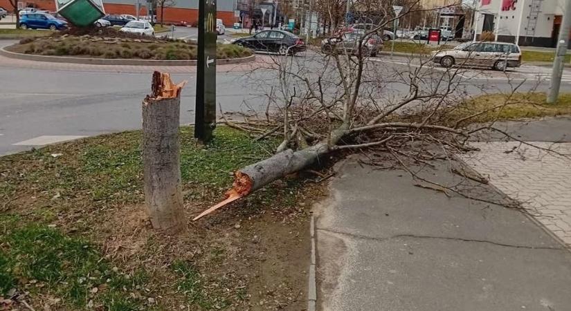 Egyszerűen félbetört egy fát a viharos szél, sok helyre vonultak a tűzoltók