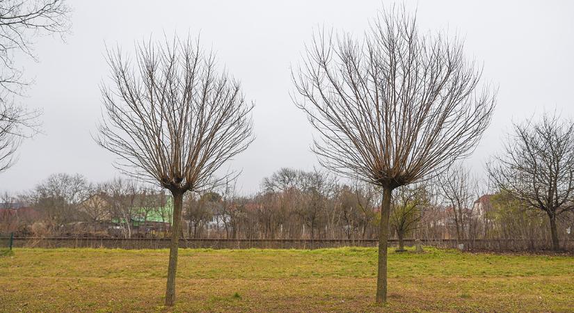 Metszik a belvárosi gömbkőriseket