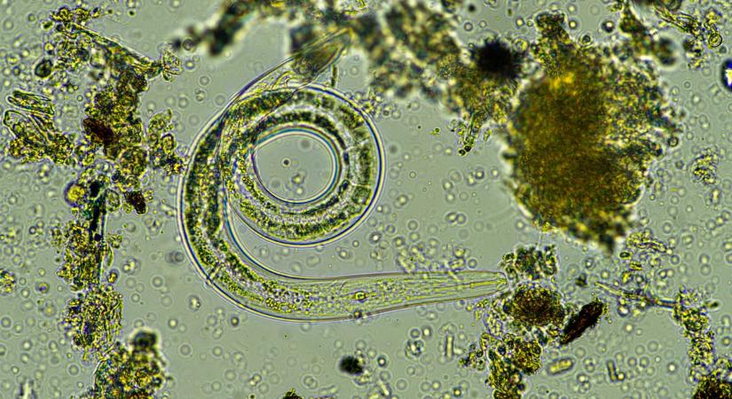 Fonalféreg a zöldségben: így ismerheti fel a fertőzött zöldséget már a piacon is