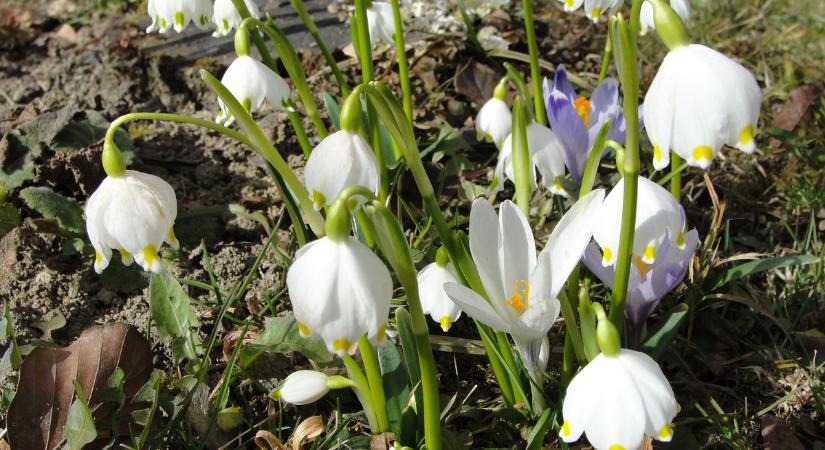 Nagy probléma a korai tavasz a növényeknek