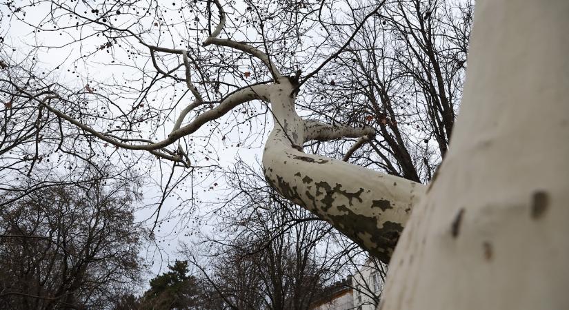 Felmérik a győri faállományt