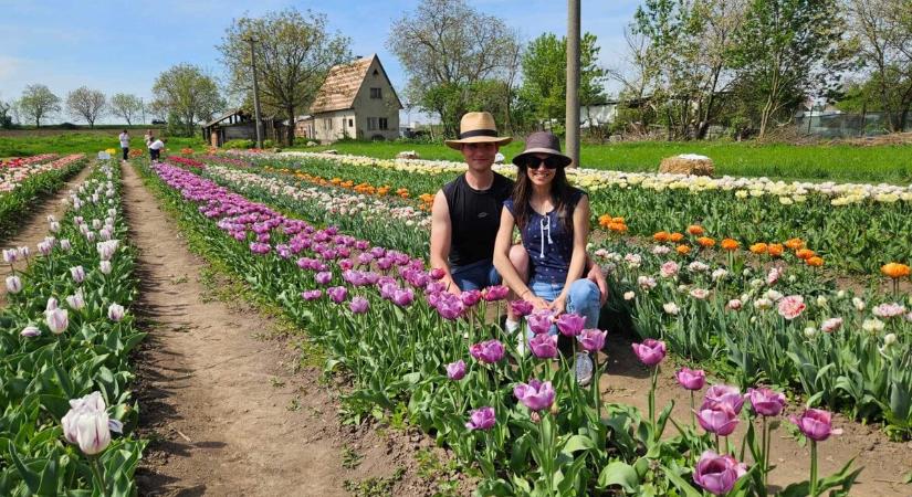 Egy tulipánfarmnyi Hollandia a Garam mentén