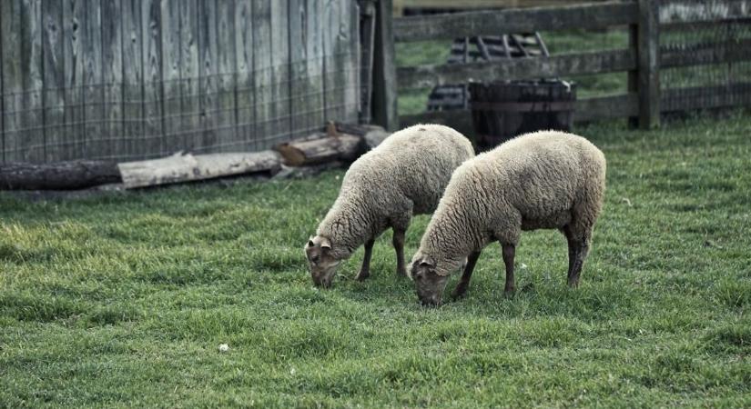 Megjelent a kiskérődzők pestise: Vas vármegye határán mutatták ki