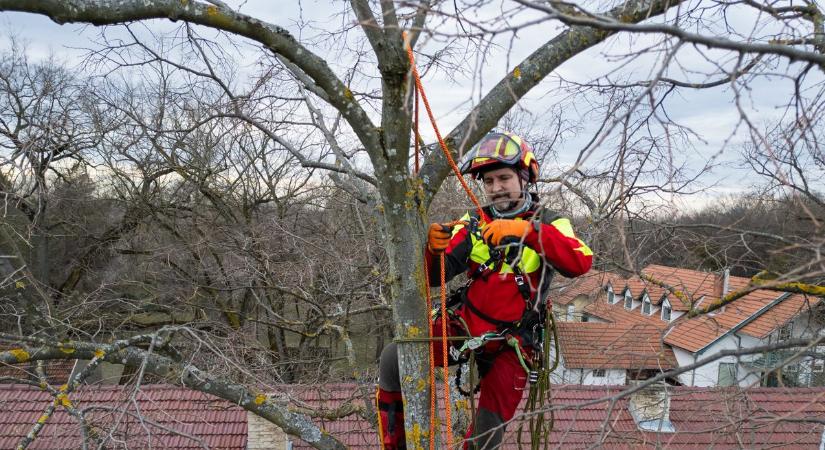 Faápolás mesterfokon: ezért fontos a fiatal fák gondozása! – videóval