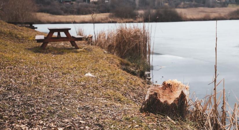 Varbó-tónál is megjelent a pusztító - képek, videó