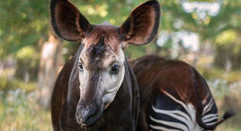 Robi, az okapi egy ősi zsiráffaj tagja