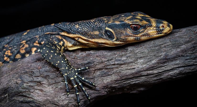 Fülöp-szigeteki szalagos varánusz kelt ki a Zoo Debrecenben