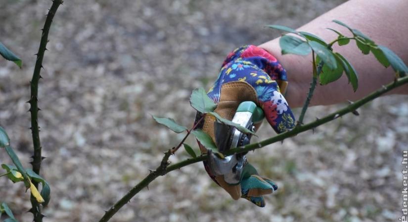 Lehet januárban rózsát metszeni? Elmondjuk