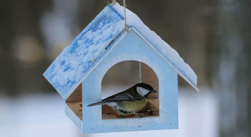 Ezért látni most kevesebb énekesmadarat