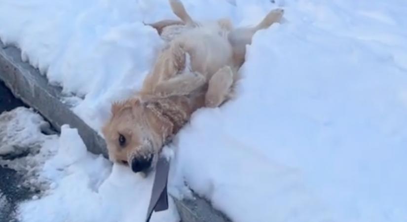 Sétálni viszik a hóban a golden retrievert: amikor a gazdija haza akar menni, furcsa dolgot tesz - Videó