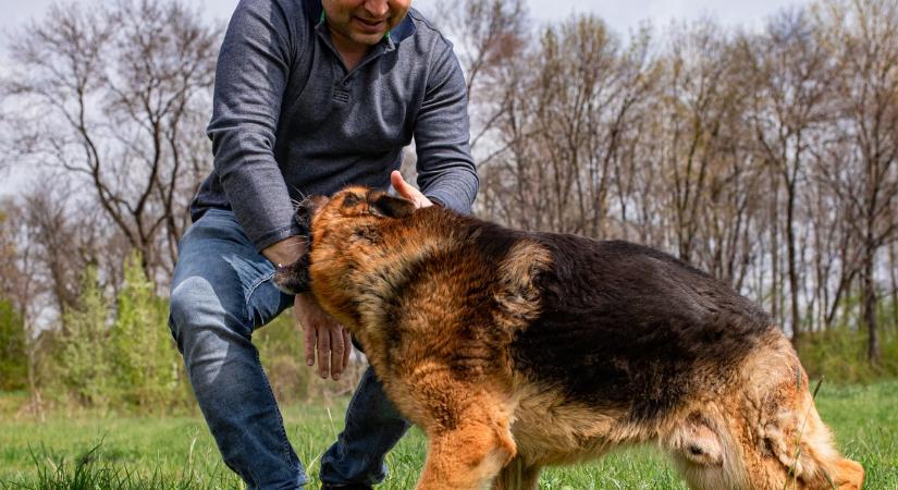 Ezeket tegye, ha meg akarja támadni egy kutya - megelőzés, védekezés