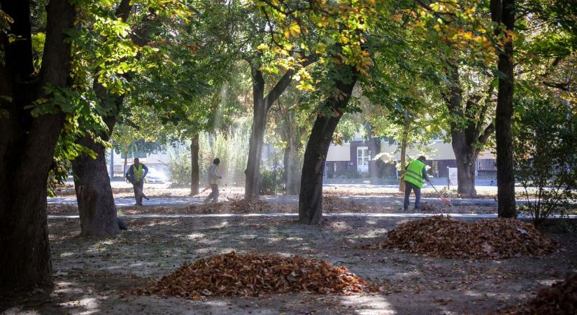 Nagytakarítás Szekszárdon: ezért szedik össze az avart a közterületeken (videóval)