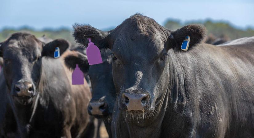 Így lesz a tehenészetből biodiverzitást elősegítő erdő