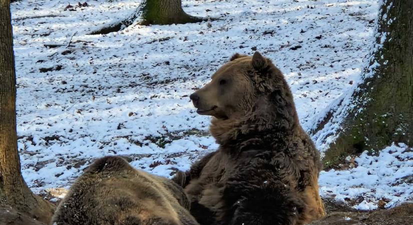 MedvenapoZoo a Marosvásárhelyi Állatkertben