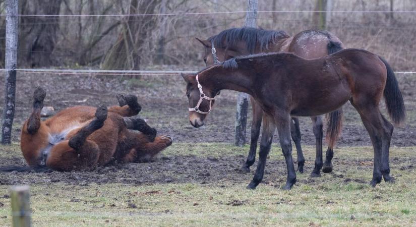 Bőrápolás és feszültségoldás: így lazulnak a lovak a sárban (galéria)