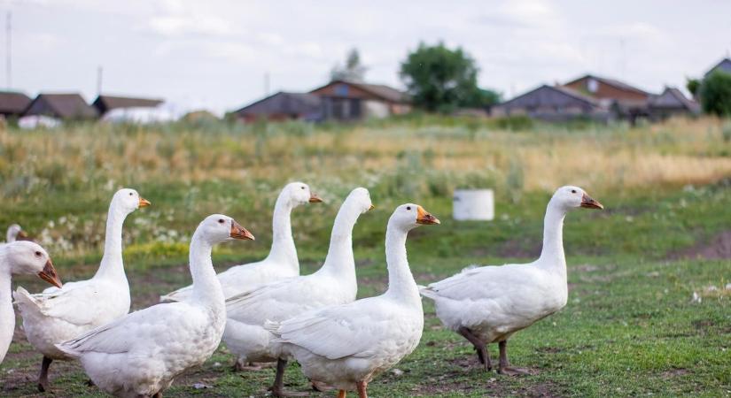 Ilyet még nem láttál! Ludak akadályozták a forgalmat (videóval)