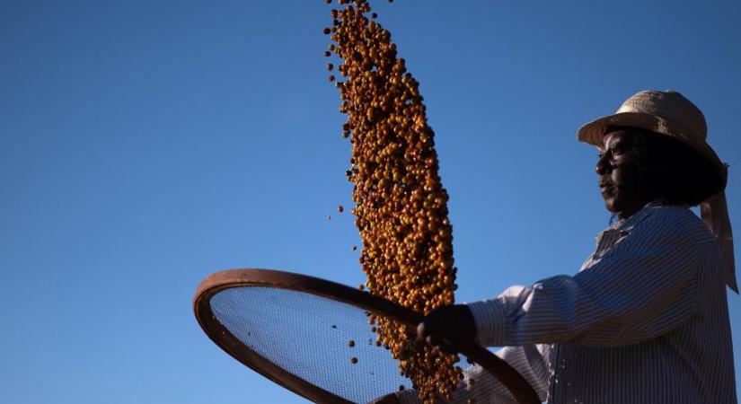 Rekordon a kávé ára, aggasztóan alacsonyak a brazil készletek