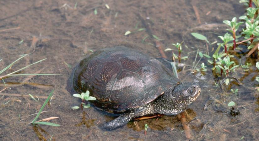 Veszélyben a magyar teknősök: tömegével pusztulnak a Balatonnál, ez áll a háttérben