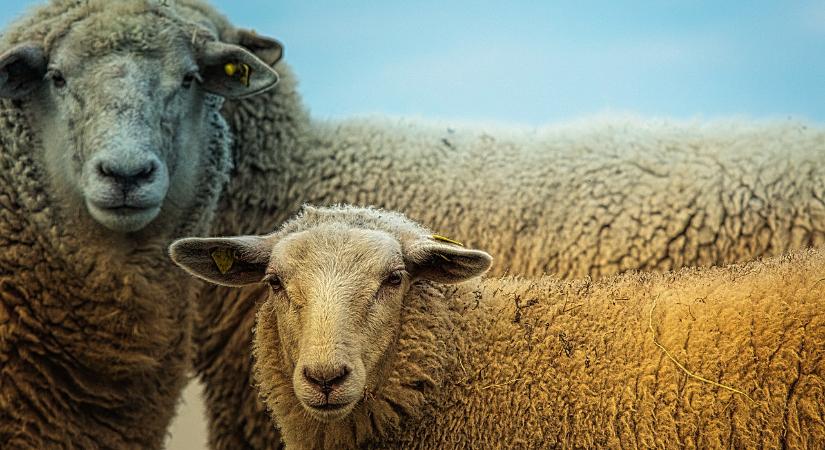 Magyarországon is felbukkant a kiskérődzők pestise