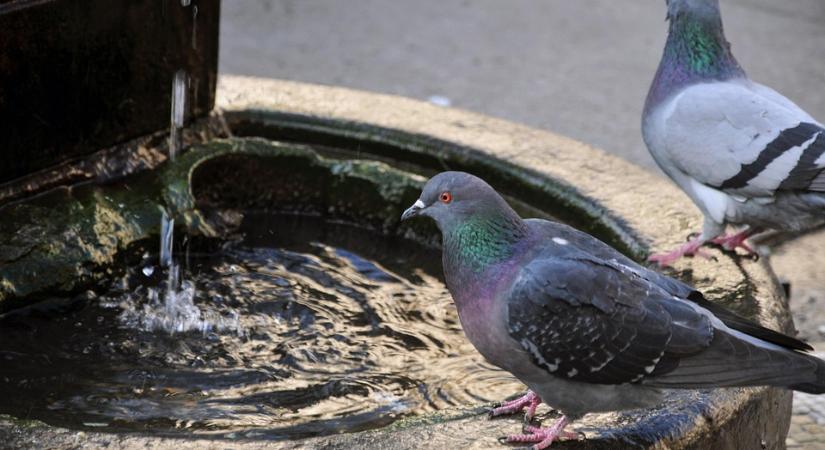 Az érsekújvári járás 13 artézi kútjából hétnek nincs ivóvize