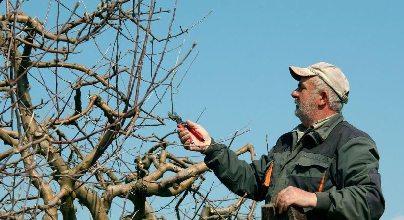 Biztonságban a gyümölcsösök: a korai tavasz miatt nem kell aggódni