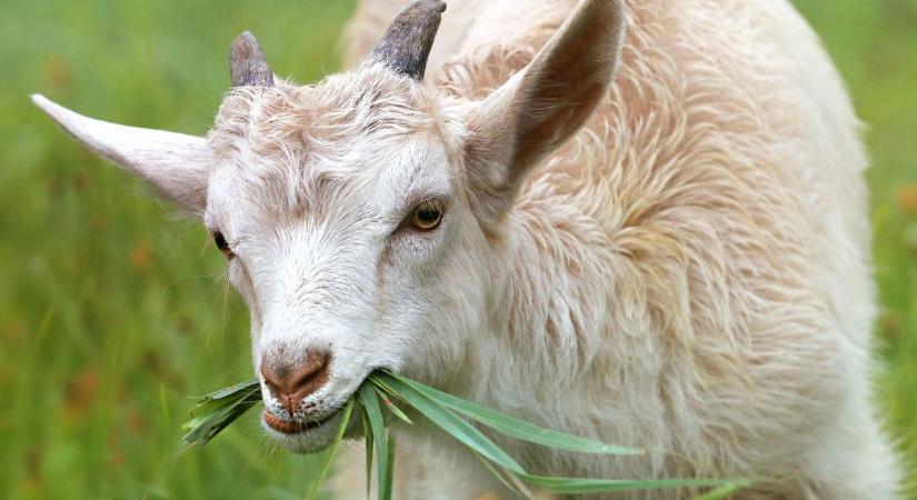 Pestis pusztít a szomszédban! Hatalmas a baj