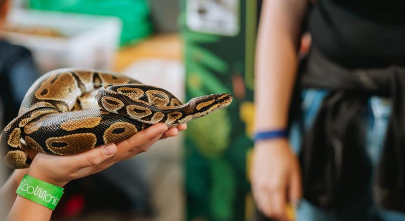 Magyarország legnagyobb egzotikus állat kiállítása új helyszínen