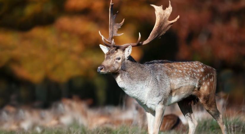 Világrekord-közelben a Bakonyban elejtett dámszarvas