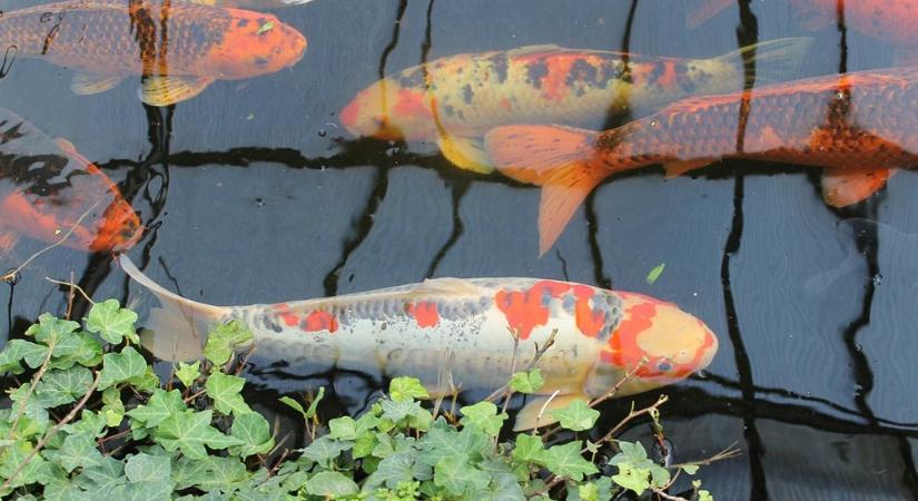 A koi pontyod és a kert: hogyan illesztheted a tavad a környezetbe?