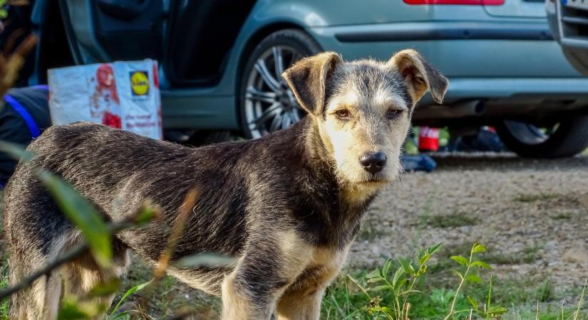 Tavaszi lakossági ivartalanítási kampány indul Nyergesújfaluban