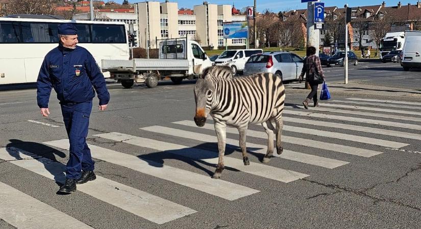 A zebrák világnapját egy zebrán ünnepelték meg