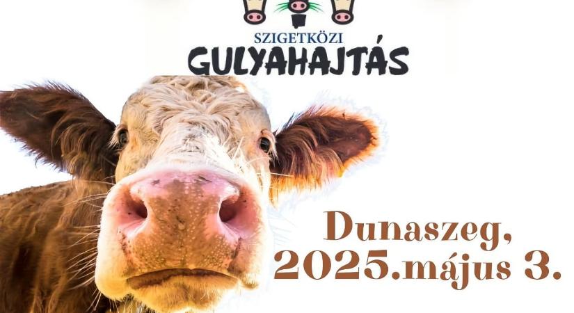 Szigetközi Gulyahajtás 2025 Dunaszeg