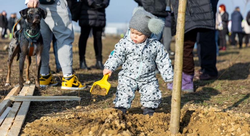 Kicsik és nagyok ültettek fát Debrecenben