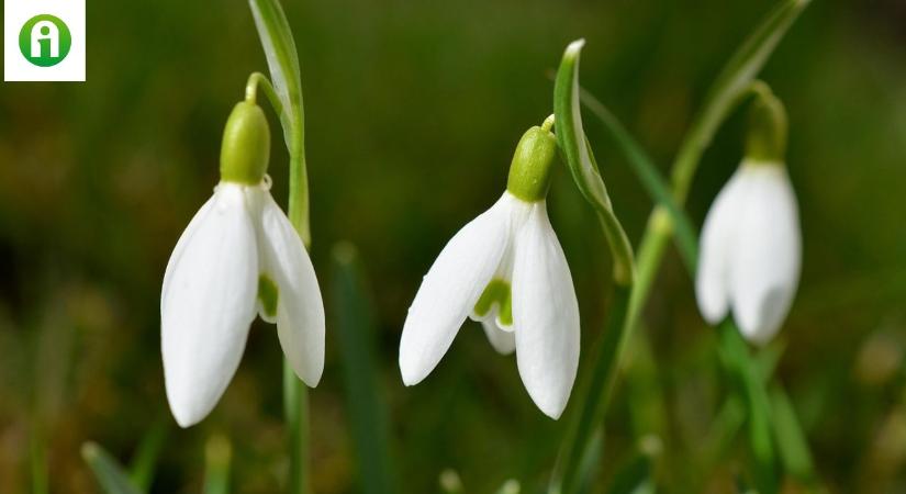 30 napos időjárás-előrejelzés: Tél vagy tavasz lesz februárban?