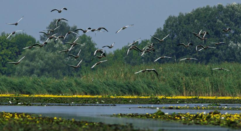 Ma van a Tisza élővilágának emléknapja