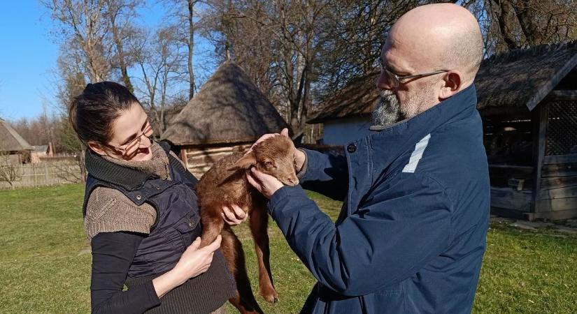 Új lakó érkezett a Göcseji Skanzenba. Mutatjuk, hogy milyen cuki (galéria, videó)