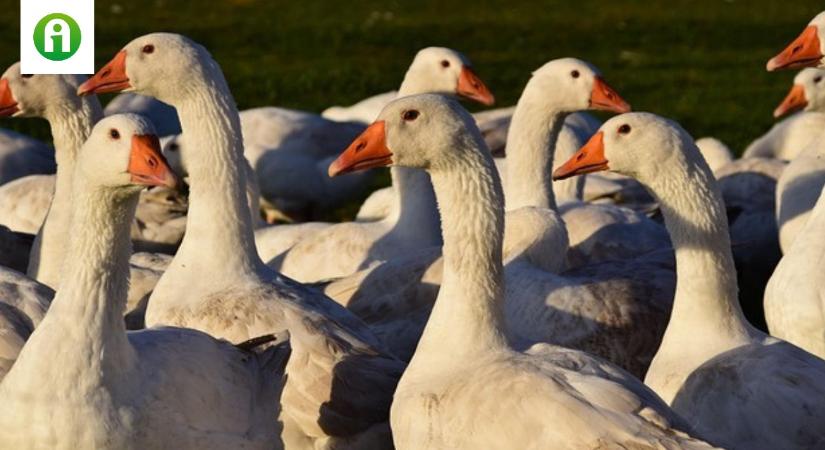 Újabb vármegyékben jelent meg a veszélyes betegség