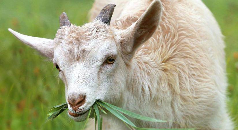 Figyelem! Újabb településeken jelent meg Zalában a kiskérődzők pestise