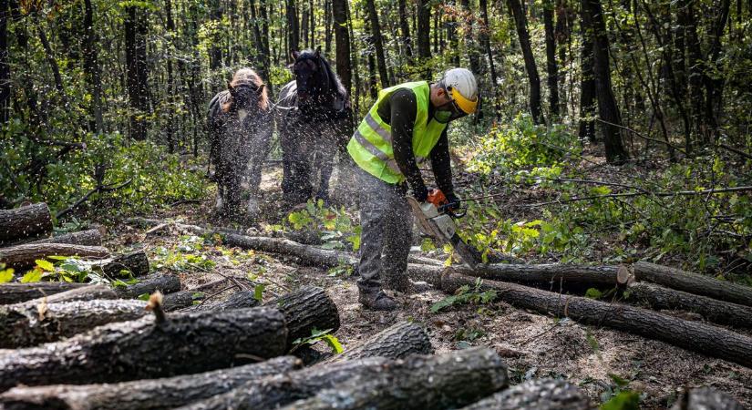 Ingyenes tűzifa Hajdú-Biharban? Így lehet az erdőből fához jutni legálisan