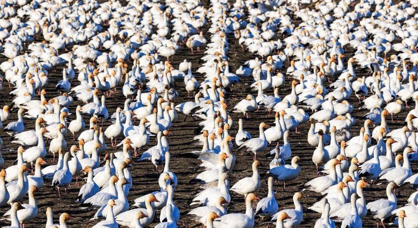 Terjed a madárinfluenza: két vármegyében is védőkörzetet jelöltek ki