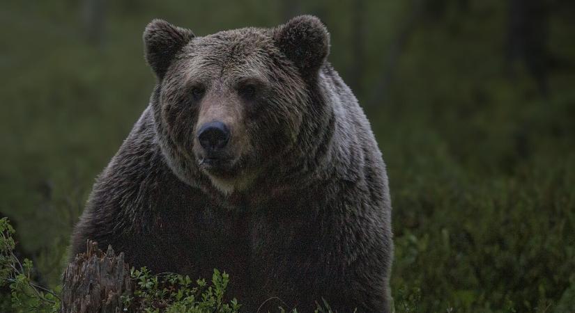 Megszüntetik a medvékkel való találkozások bejelentésére szolgáló segélyvonalat