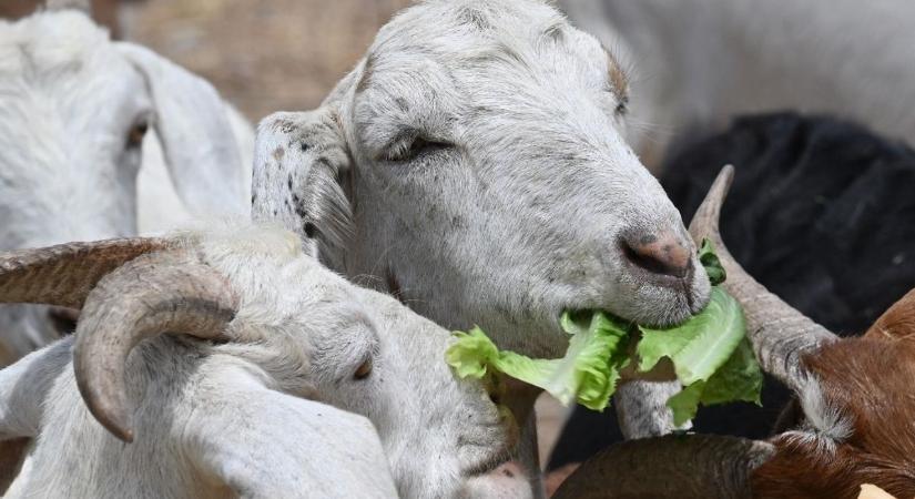 Újabb településeken pusztulnak a juhok a pestis miatt