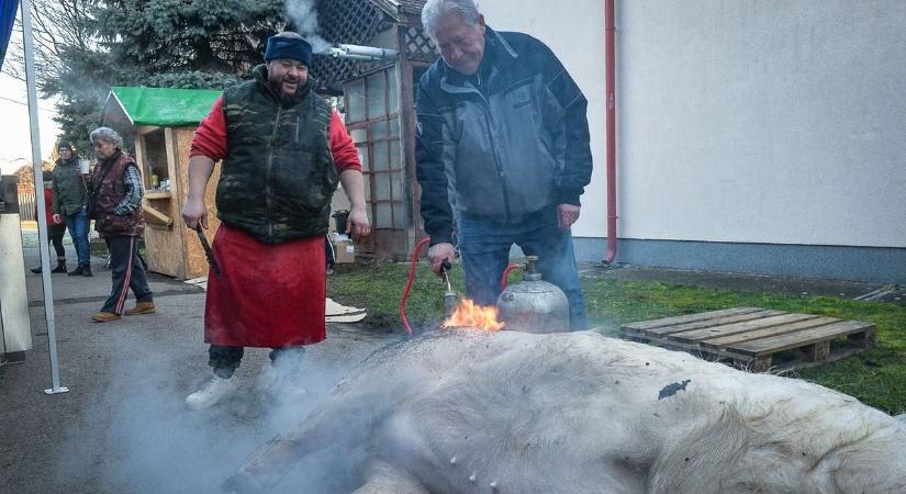 Hárommázsás főszereplő nyitotta meg az adácsi disznótorok sorát