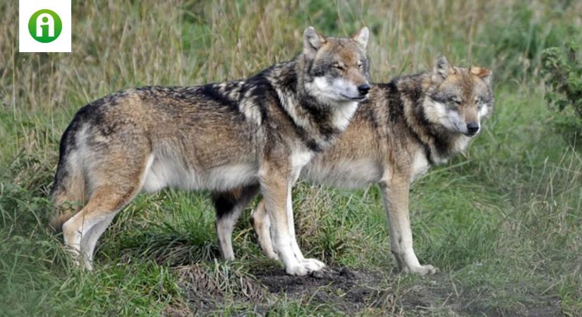 A növények beporzásában a farkasok is szerepet játszhatnak