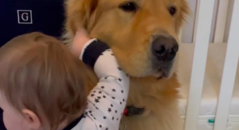 Örül a golden retriever, hogy látja a babát: ami ezután történik, azon könnyezve nevet a világ - Videó