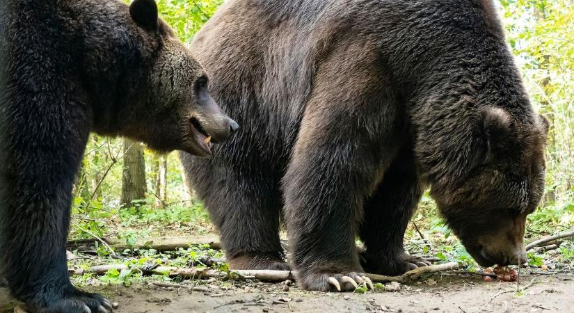 Köszönik, nem kérnek a jóslásból a Nyíregyházi Állatpark barnamedvéi